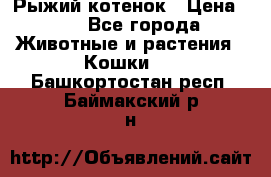 Рыжий котенок › Цена ­ 1 - Все города Животные и растения » Кошки   . Башкортостан респ.,Баймакский р-н